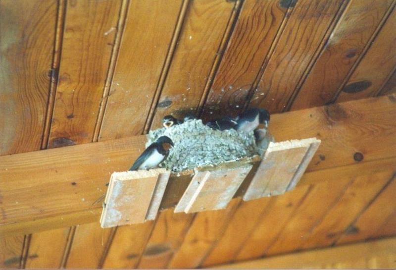 Birds from Greece - Barn_Swallow2.jpg; DISPLAY FULL IMAGE.