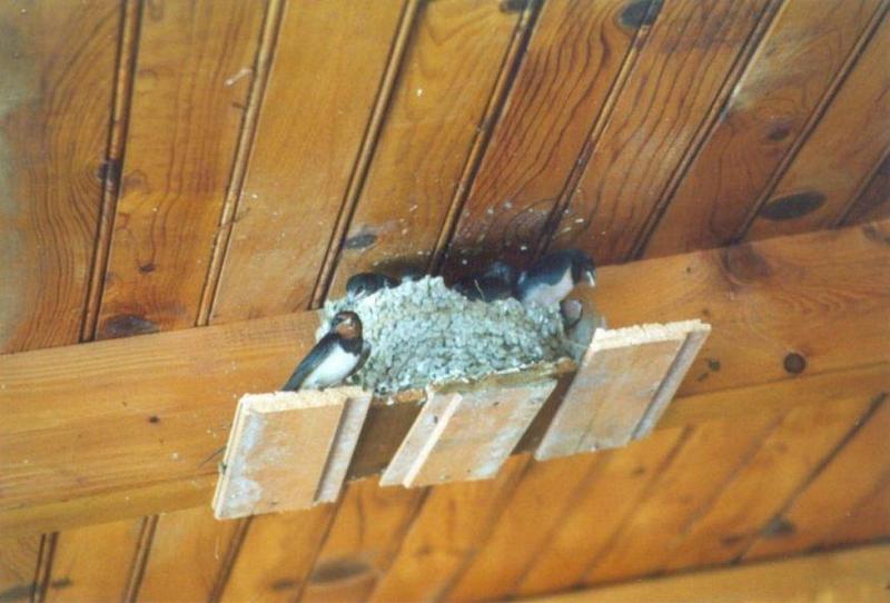 Birds from Greece - Barn_Swallow4.jpg; DISPLAY FULL IMAGE.
