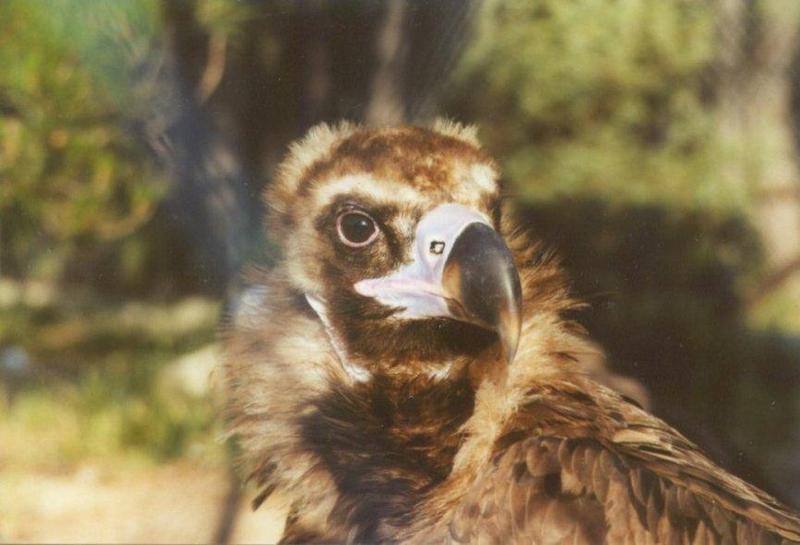 Re: Birds from Greece - Cinereous_Vulture1.jpg -- Eurasian Black Vulture; DISPLAY FULL IMAGE.