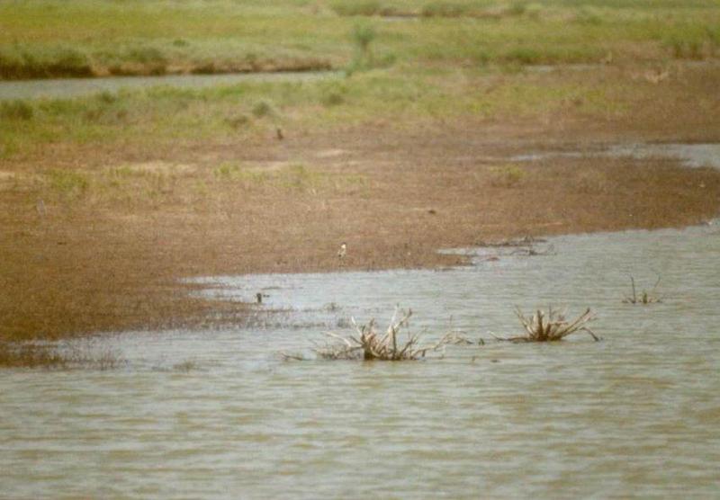 Misc Animals from Greece - Spot_the_birdie.jpg; DISPLAY FULL IMAGE.