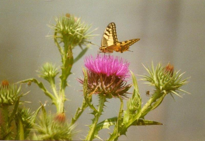 Insects from Greece 2 - Swallowtail Butterfly; DISPLAY FULL IMAGE.