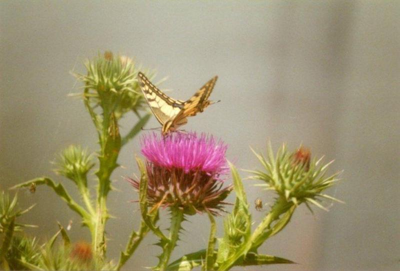 Insects from Greece 2 - Swallowtail_Butterfly2.jpg; DISPLAY FULL IMAGE.