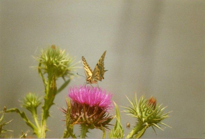 Insects from Greece 2 - Swallowtail Butterfly 3.jpg; DISPLAY FULL IMAGE.
