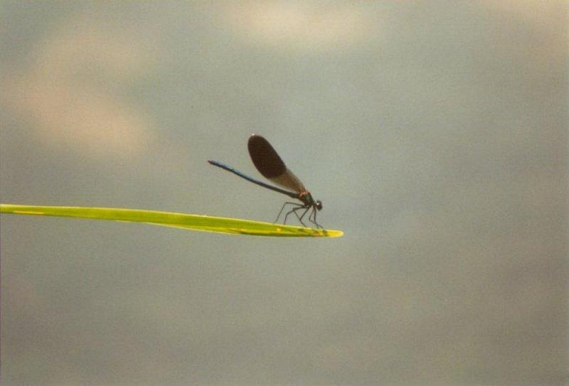 Insects from Greece 1 - Damselfly2.jpg; DISPLAY FULL IMAGE.