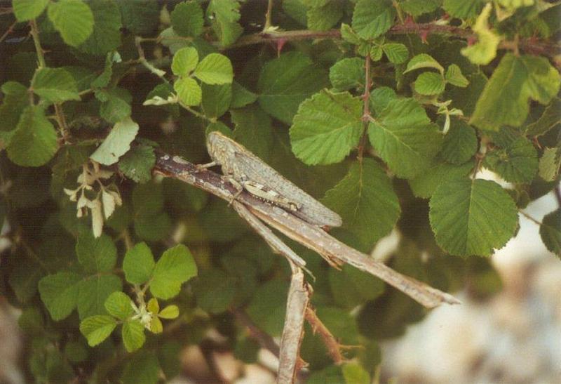 Insects from Greece 3 - Grasshopper7.jpg; DISPLAY FULL IMAGE.