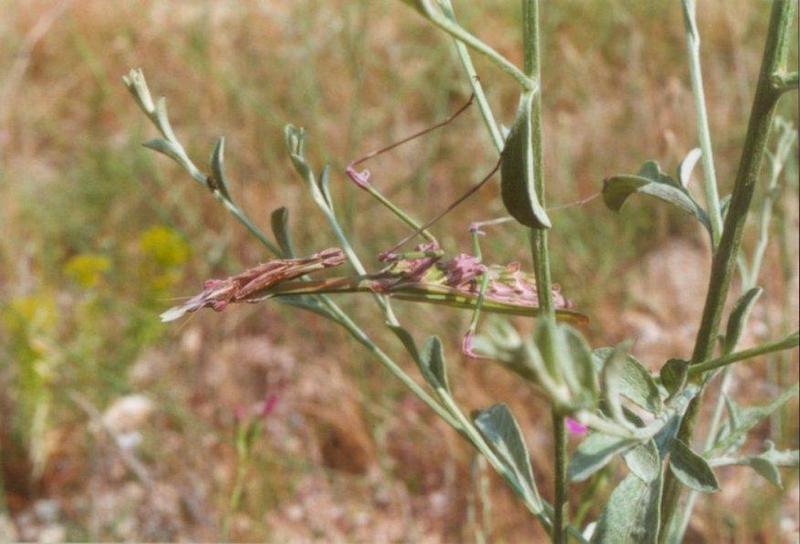 Insects from Greece 1 - Praying_Mantis.jpg; DISPLAY FULL IMAGE.