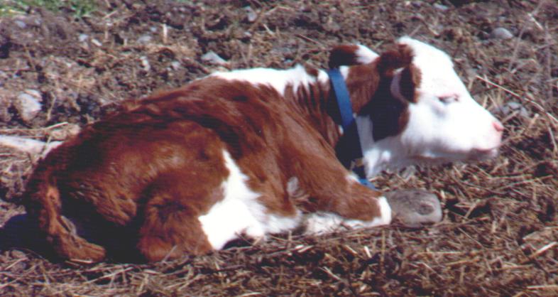 Re: Some domestics- Hereford cows; DISPLAY FULL IMAGE.