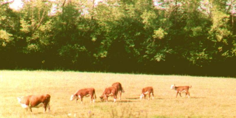 Re: Some domestics- Hereford cows; DISPLAY FULL IMAGE.