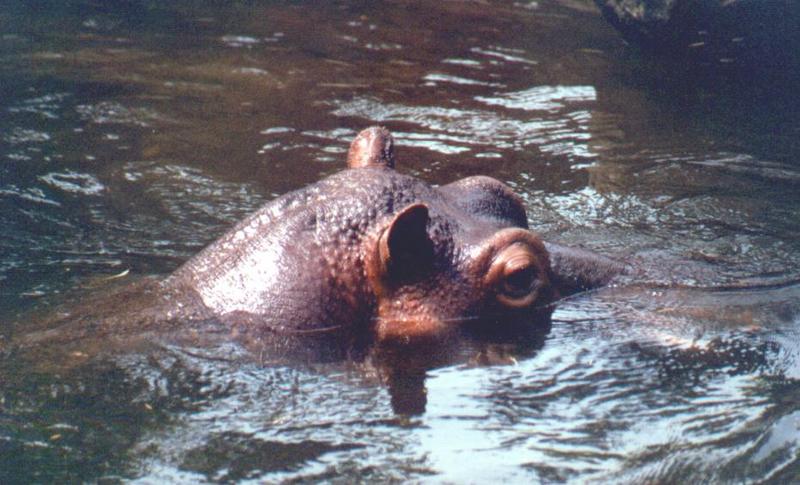 Re: Hippo submerged  heh, heres the pic....; DISPLAY FULL IMAGE.