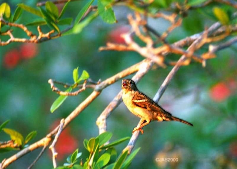 A house Finch late in the day - HouseFinchSunset.jpg; DISPLAY FULL IMAGE.