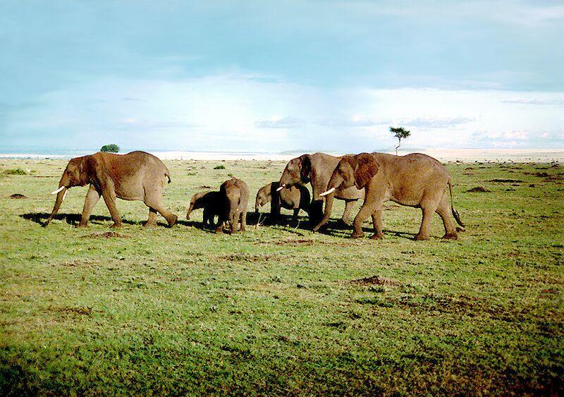 kenya; DISPLAY FULL IMAGE.