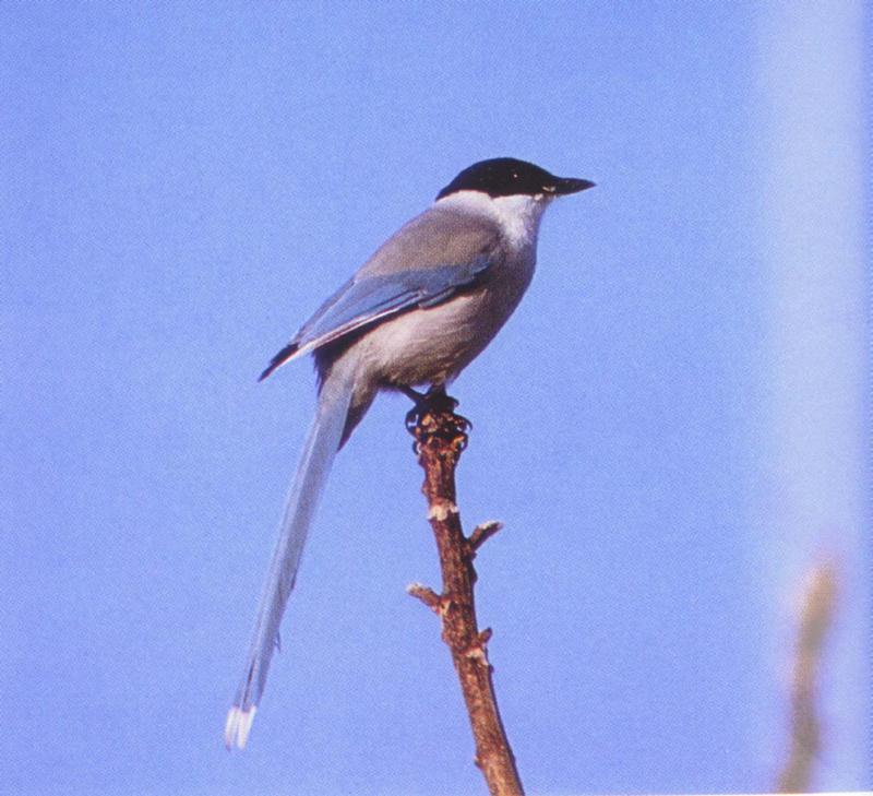 Azure-winged Magpie (Cyanopica cyana) - 물까치; DISPLAY FULL IMAGE.