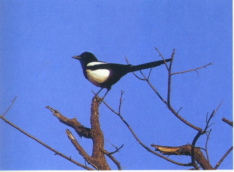 Black-billed Magpie (Korea); DISPLAY FULL IMAGE.