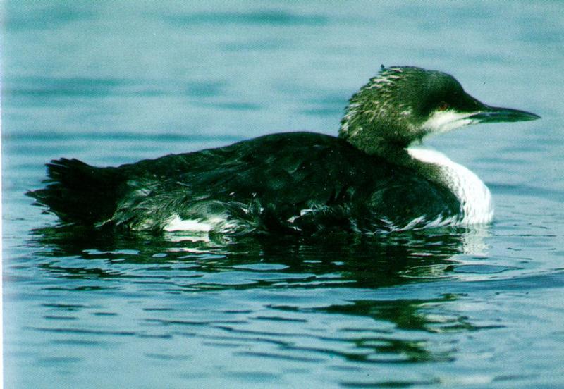 Black-throated Loon - Winter plumage (큰회색머리아비); DISPLAY FULL IMAGE.