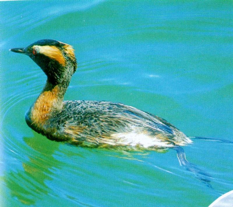 Horned Grebe 1 - Summer plumage (1/1); DISPLAY FULL IMAGE.