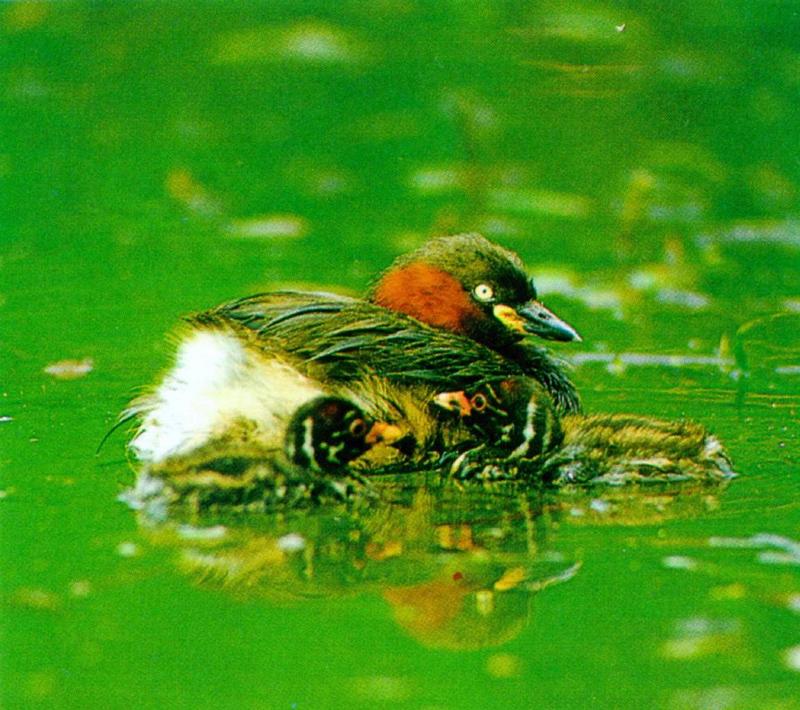 Little Grebe 1 - Summer plumage (1/1); DISPLAY FULL IMAGE.