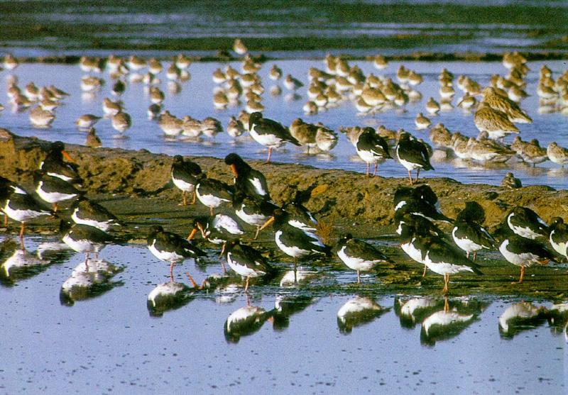 Oyster Catchers (1/1) - 검은머리물떼새; DISPLAY FULL IMAGE.