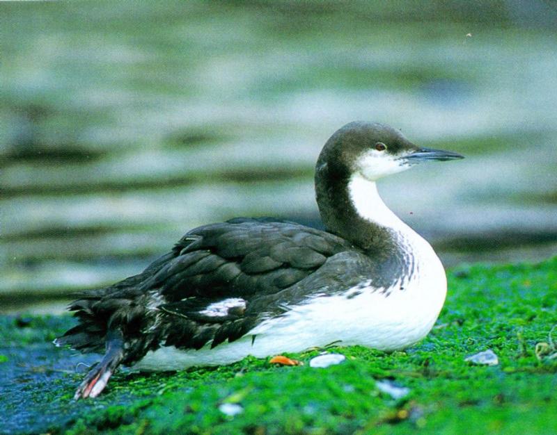 Pacific Loon - Winter plumage (회색머리아비); DISPLAY FULL IMAGE.