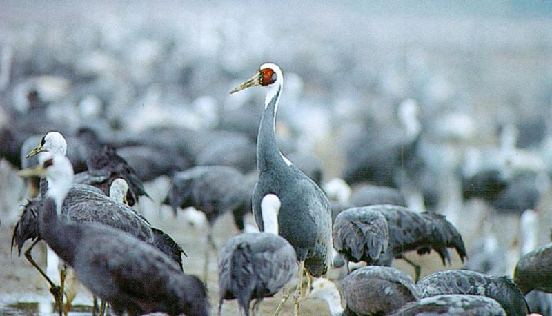 White-naped Cranes (1/1) - 재두루미; DISPLAY FULL IMAGE.