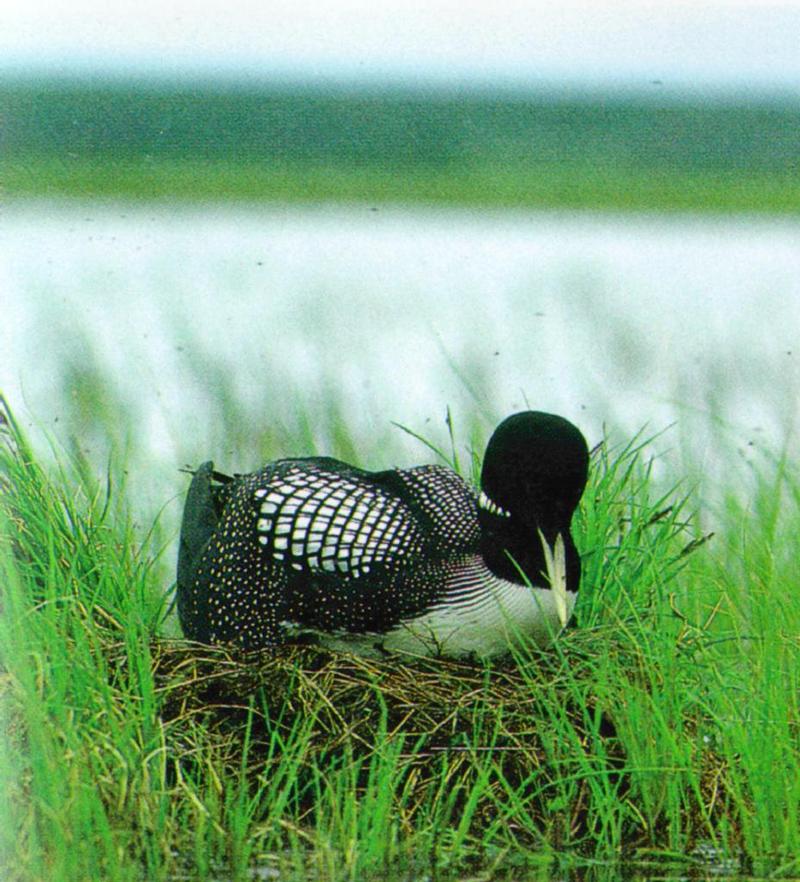 Yellow-billed Loon 1 - Gavia adamsii - Summer plumage (흰부리아비); DISPLAY FULL IMAGE.