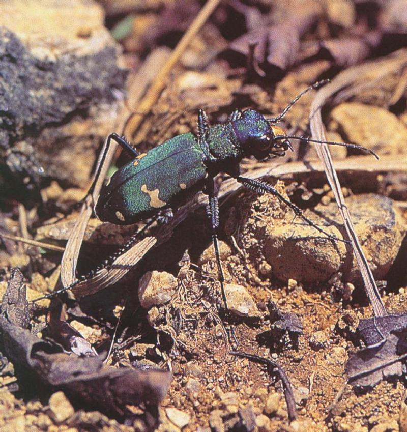 Alpine Road Guide Tiger Beetle - Cicindela sachalinensis raddei (산길앞잡이); DISPLAY FULL IMAGE.