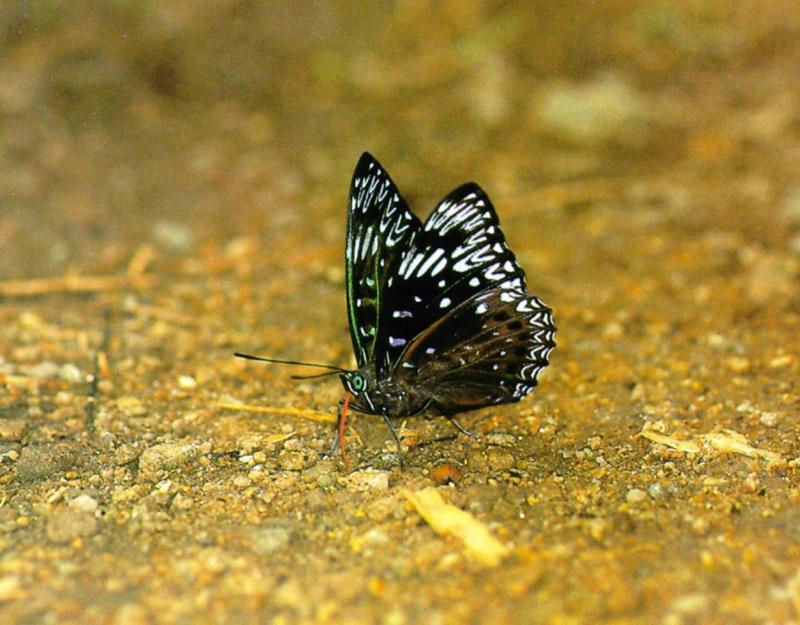 Asian Constable Butterfly (1/1) - Adult (먹그림나비); DISPLAY FULL IMAGE.