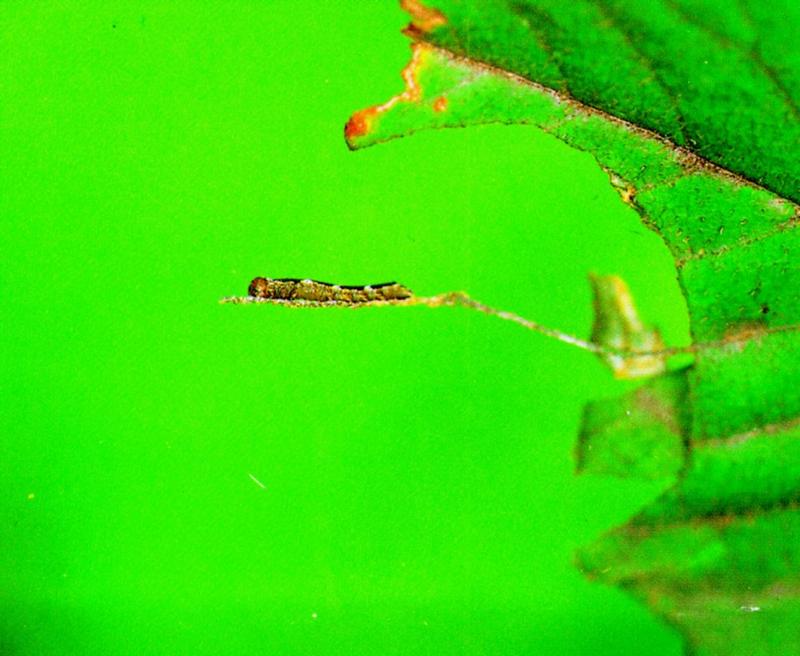 Asian Constable Butterfly (1/1) - 2nd stage caterpillar (먹그림나비/2령 애벌레); DISPLAY FULL IMAGE.