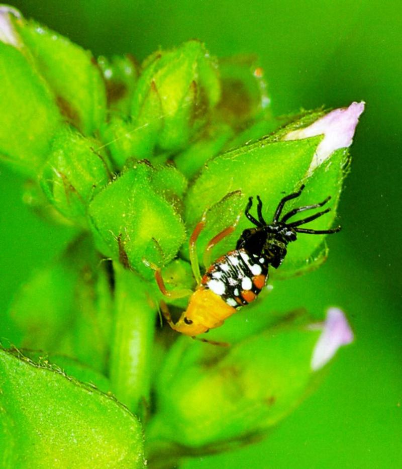 Green Stink Bug 1 (풀색노린재, Nezara antennata) - molting 2nd time; DISPLAY FULL IMAGE.