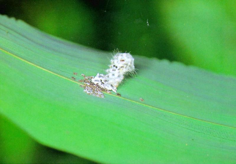 Forest Pierrot Butterfly (바둑돌부전나비) - Caterpillar; DISPLAY FULL IMAGE.