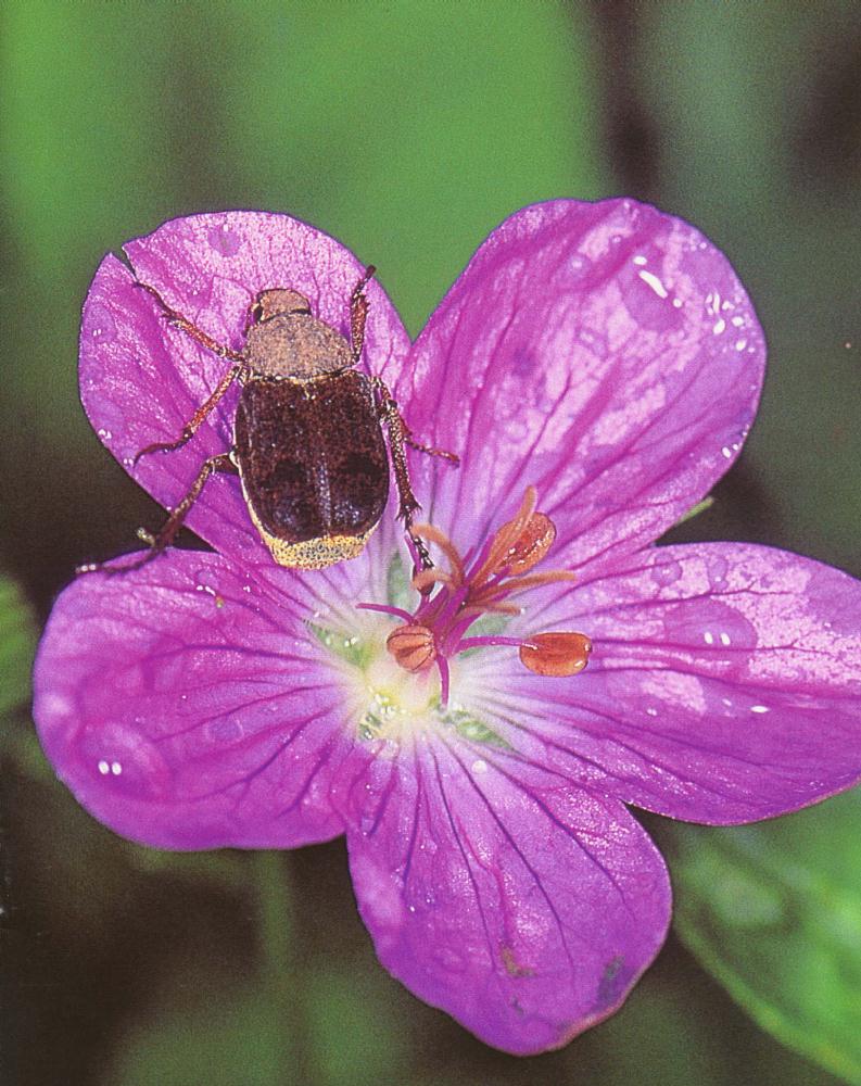 애긴다리풍뎅이 / Ectinohoplia obducta; DISPLAY FULL IMAGE.