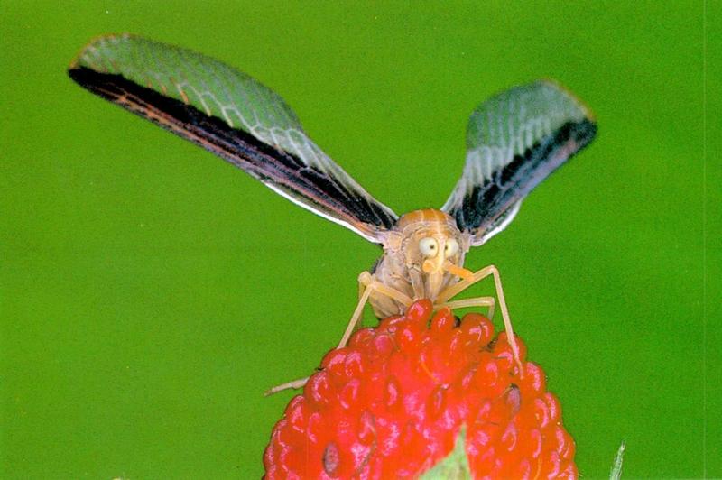 Planthopper, Zoraida horishana; DISPLAY FULL IMAGE.