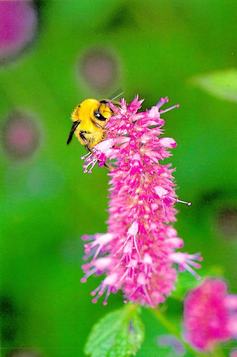 Korean Bumblebee, Bombus speciosus, 띠호박벌; DISPLAY FULL IMAGE.