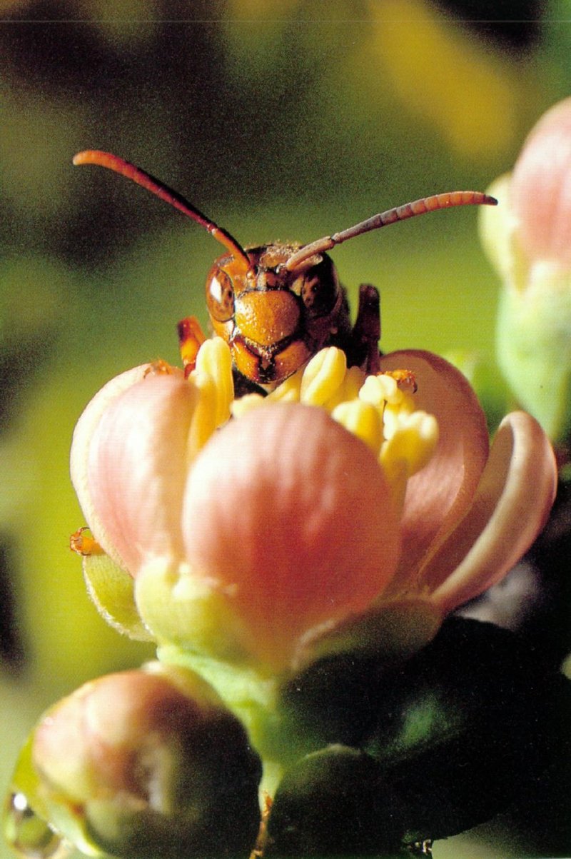 Paper Wasp, Parapolybia varia (1/1); DISPLAY FULL IMAGE.