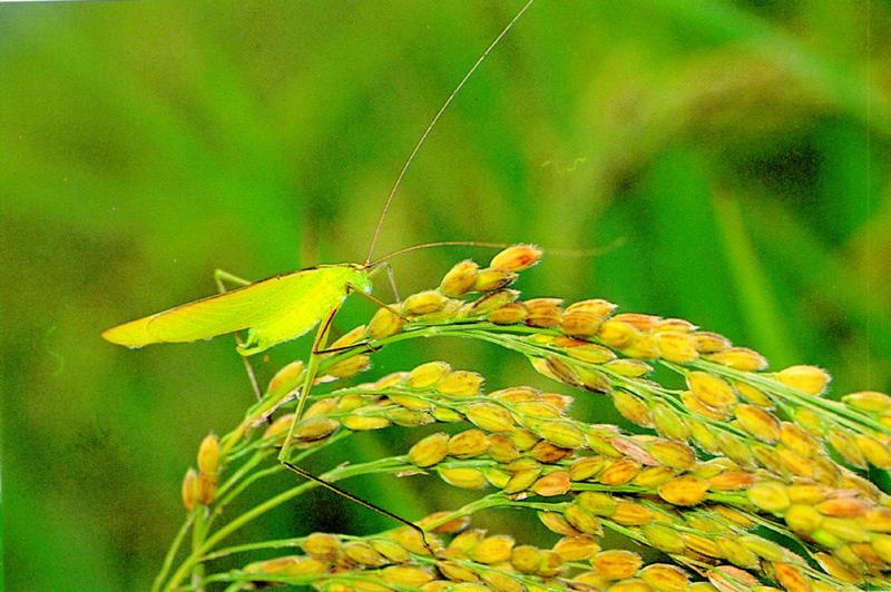 Katydid, Phaneroptera nigroantennata (검은다리실베짱이); DISPLAY FULL IMAGE.