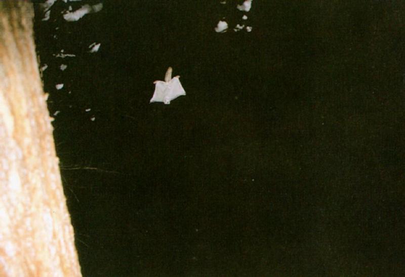 Flying Squirrel (J02) in flight; DISPLAY FULL IMAGE.