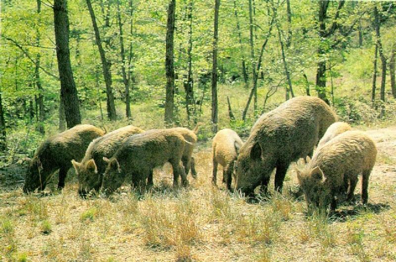 Korean Wild Boars - 멧돼지 Sus scrofa coreanus (Wild Boar); DISPLAY FULL IMAGE.