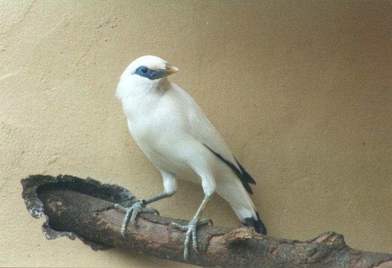 Birds from El Paso Birdpark - bali_starling1.jpg; DISPLAY FULL IMAGE.