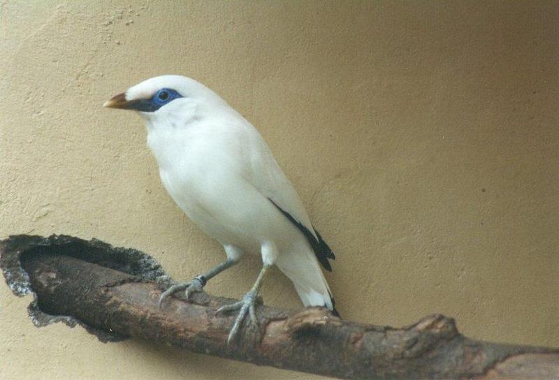 Birds from El Paso Birdpark - bali_starling2.jpg; DISPLAY FULL IMAGE.