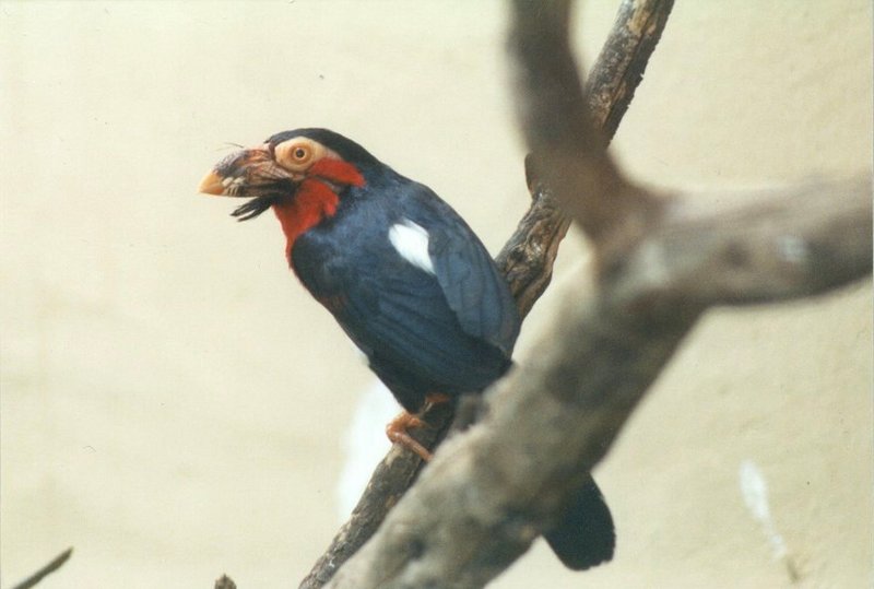 Birds from El Paso Birdpark - barbet3.jpg; DISPLAY FULL IMAGE.