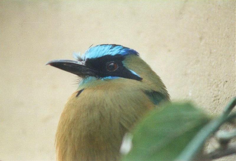 Birds from El Paso Birdpark - bluecrowned motmot 1.jpg; DISPLAY FULL IMAGE.