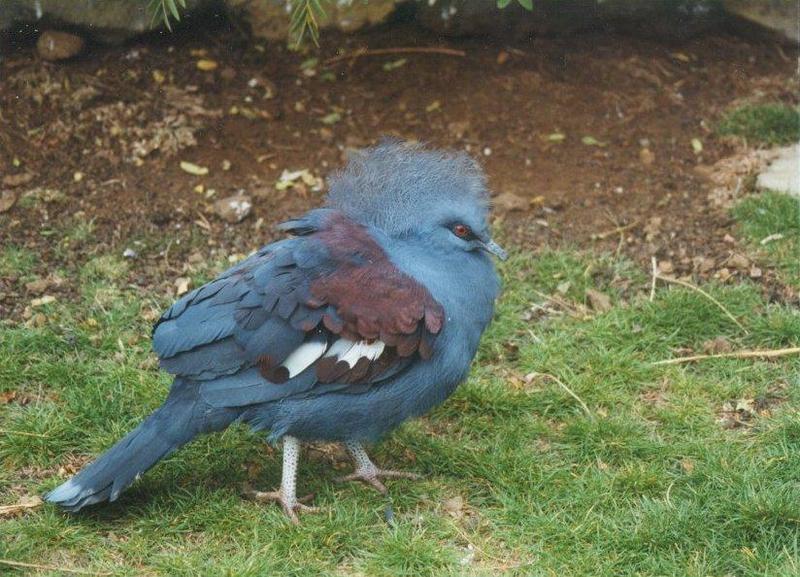 Birds from El Paso Birdpark - crowned_pigeon1.jpg; DISPLAY FULL IMAGE.