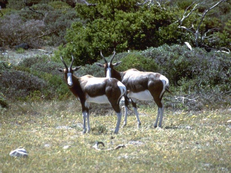 More bovidae - bontebok (damaliscus dorcas dorcas) 1.jpg; DISPLAY FULL IMAGE.