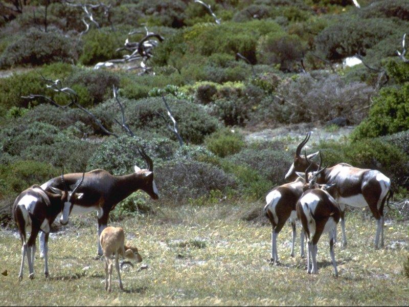 More bovidae - bontebok (damaliscus dorcas dorcas) 2.jpg; DISPLAY FULL IMAGE.