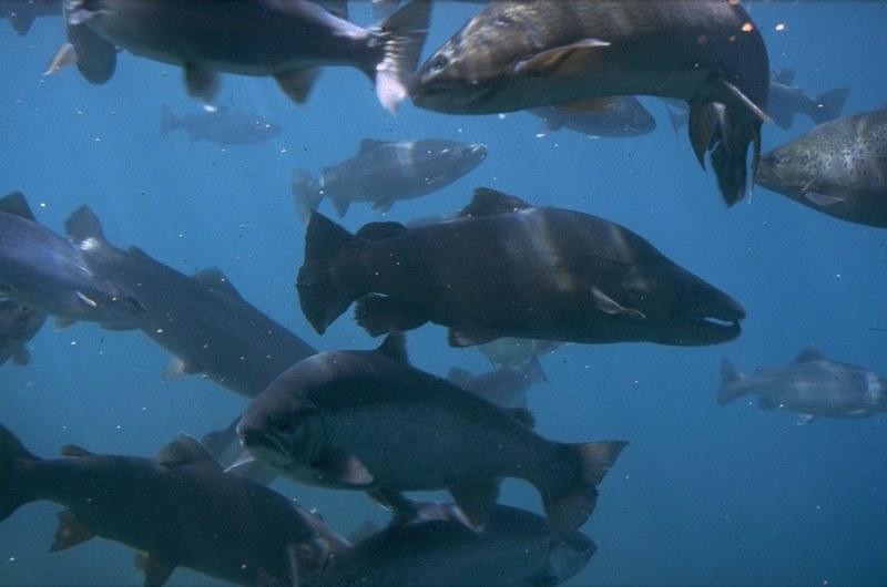 Underwater photographs - trouts.jpg; DISPLAY FULL IMAGE.