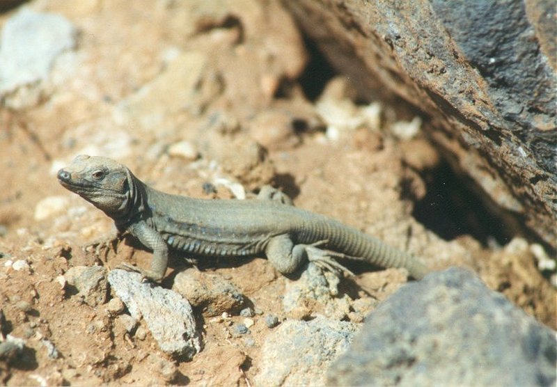 Animals from La Palma - Canary Island Lizard 3.jpg -- Western Canaries lizard (Gallotia galloti); DISPLAY FULL IMAGE.