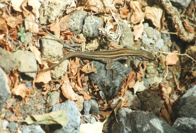 Animals from La Palma - Canary Island Lizard 5.jpg -- Western Canaries lizard (Gallotia galloti); DISPLAY FULL IMAGE.