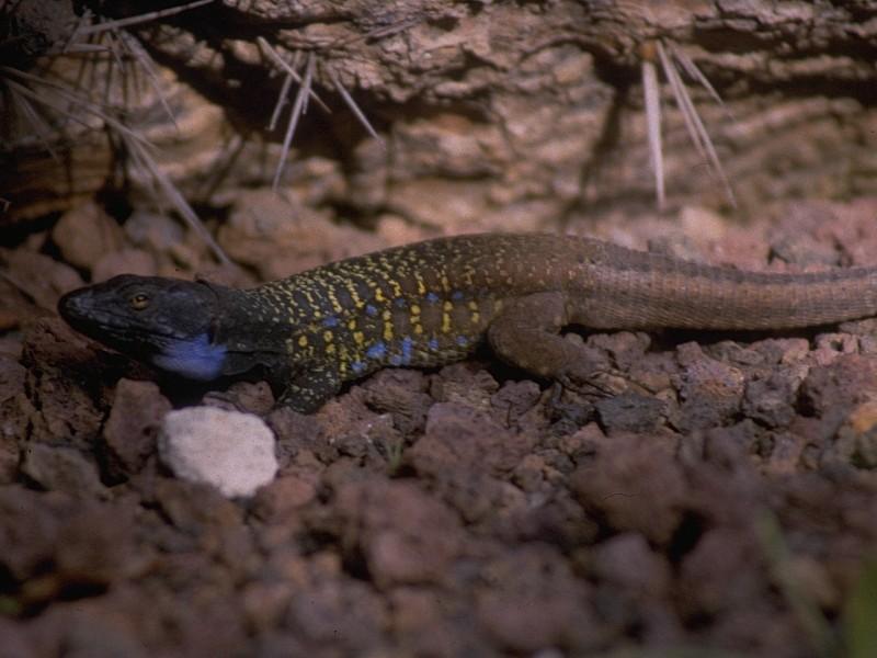 Lizards - Canary Island Lizard 1.jpg -- Western Canaries lizard (Gallotia galloti)?; DISPLAY FULL IMAGE.