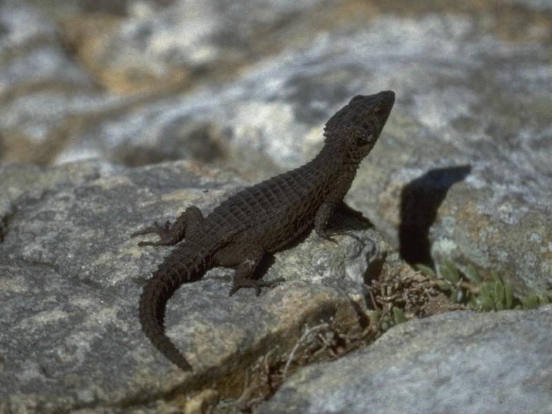 Lizards - Cape Girdled Lizard 1.jpg -- Cordylus cordylus; DISPLAY FULL IMAGE.