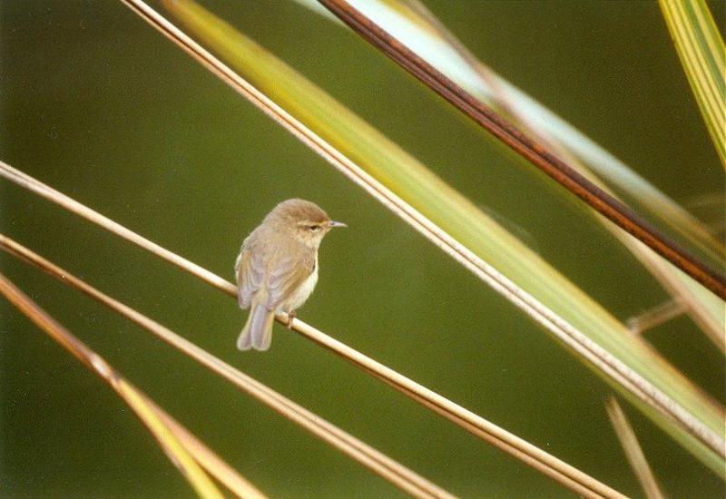 Animals from La Palma - chiffchaff1.jpg -- Canary Islands Chiffchaff (Phylloscopus canariensis); DISPLAY FULL IMAGE.