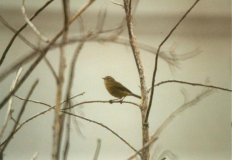 Animals from La Palma - chiffchaff3.jpg -- Canary Islands Chiffchaff (Phylloscopus canariensis); DISPLAY FULL IMAGE.